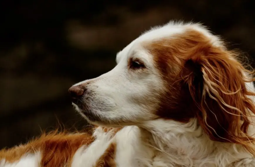 Home 39 Brittany spaniel