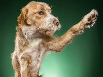 Closeup shot of cute light brown Basset Fauve de Bretagne trying to catch something