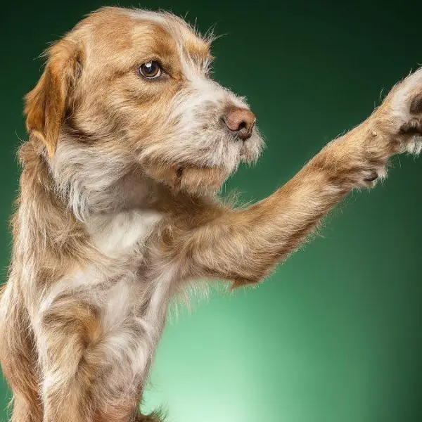 Home 23 Closeup shot of cute light brown Basset Fauve de Bretagne trying to catch something