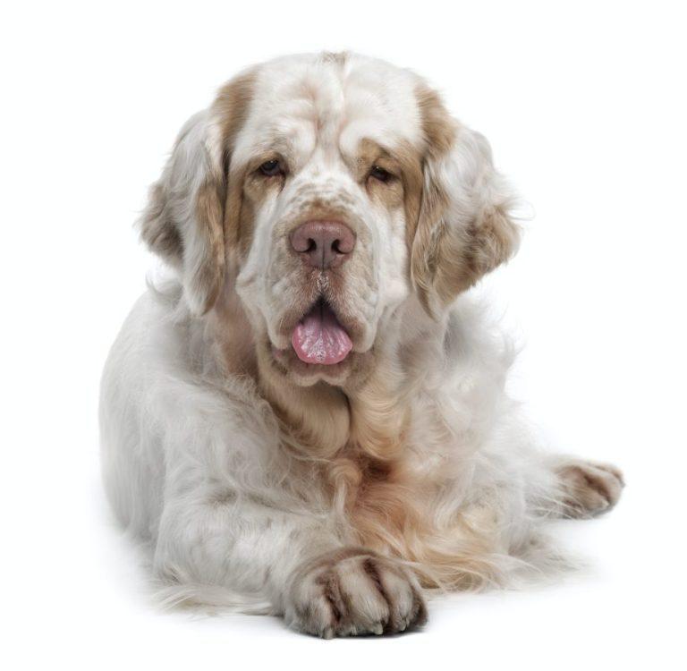 Clumber Spaniel: If You Want A Low-Key Dog