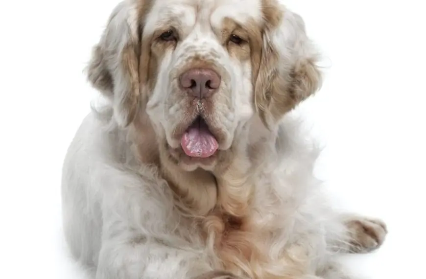 Home 48 Clumber Spaniel dog, 5 years old, sitting in front of white background