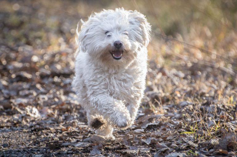 Bolognese: Playful Companion with a Fluffy White Coat
