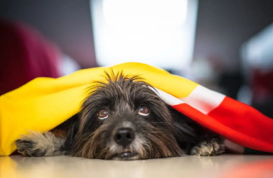 Home 42 Cute gray Havanese dog laying with blurred background