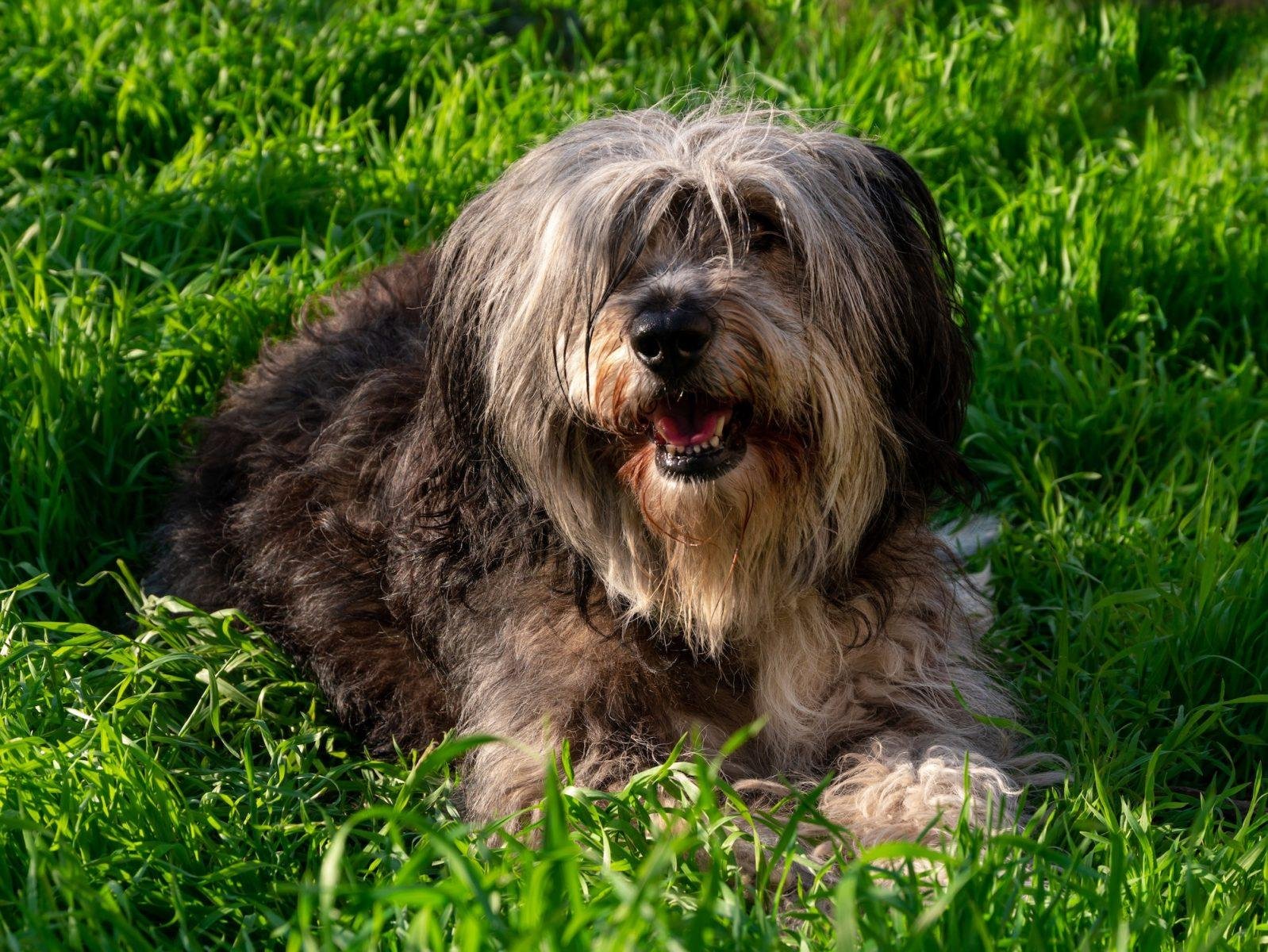Polish Lowland Sheepdog