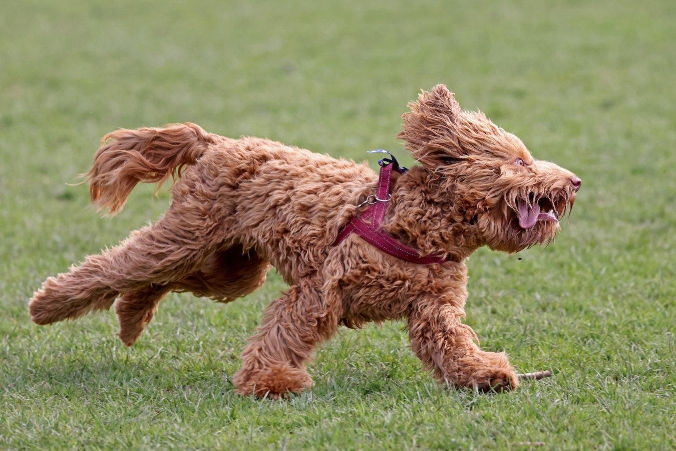 Top Dog Forum