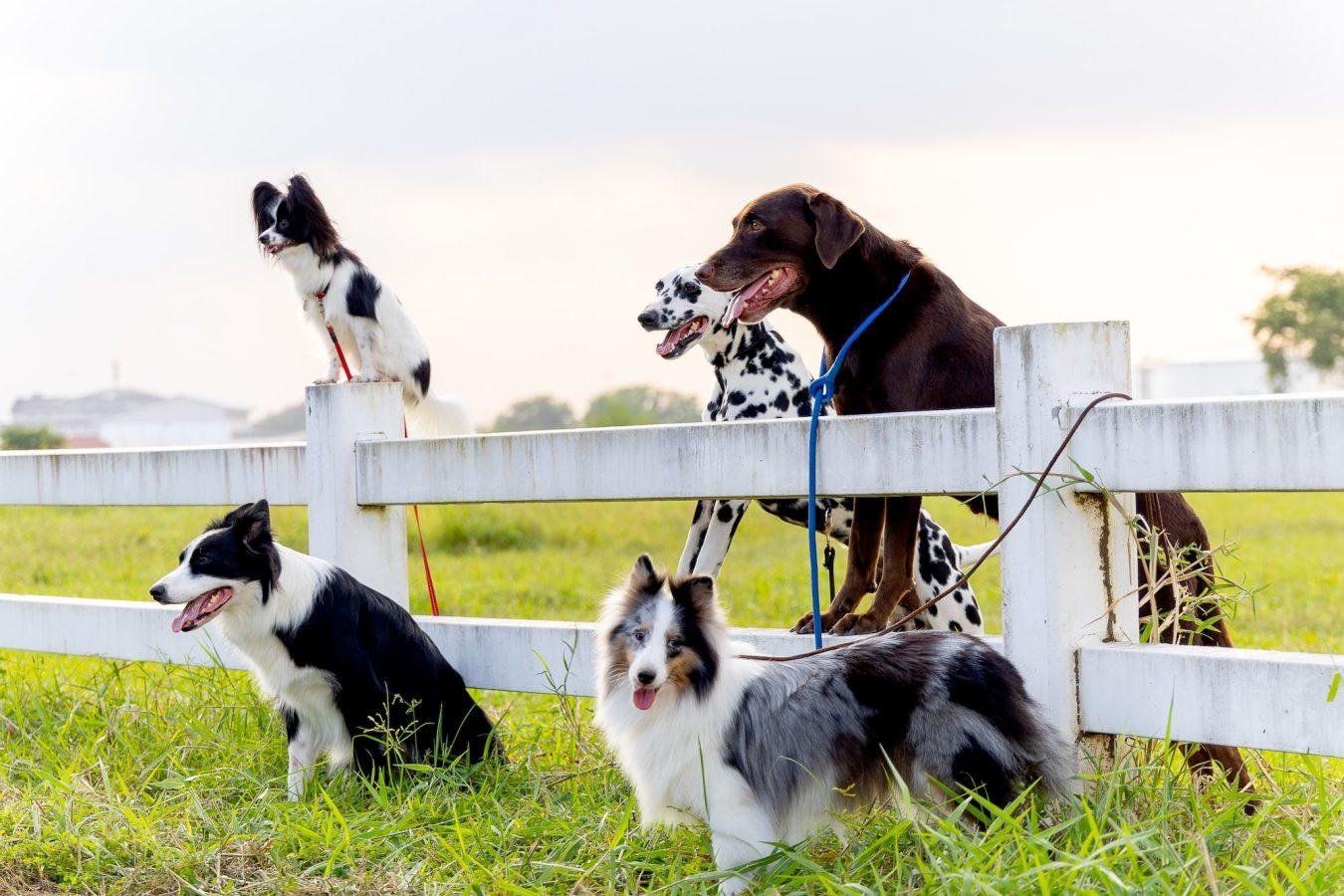 What Are Kennel Clubs 1 Kennel Clubs