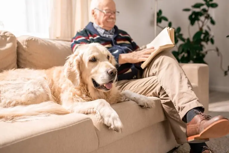 Old Dog on Couch with Old Man