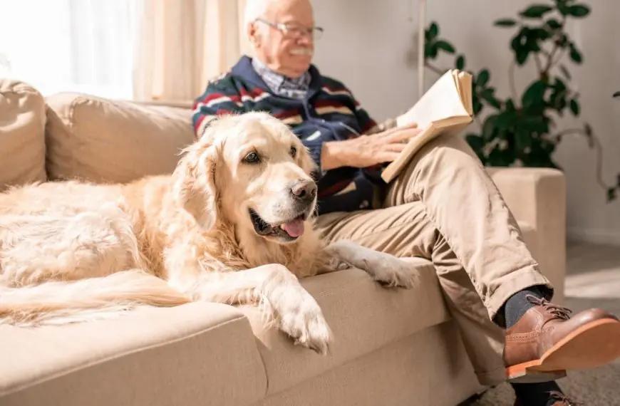 Home 41 Old Dog on Couch with Old Man