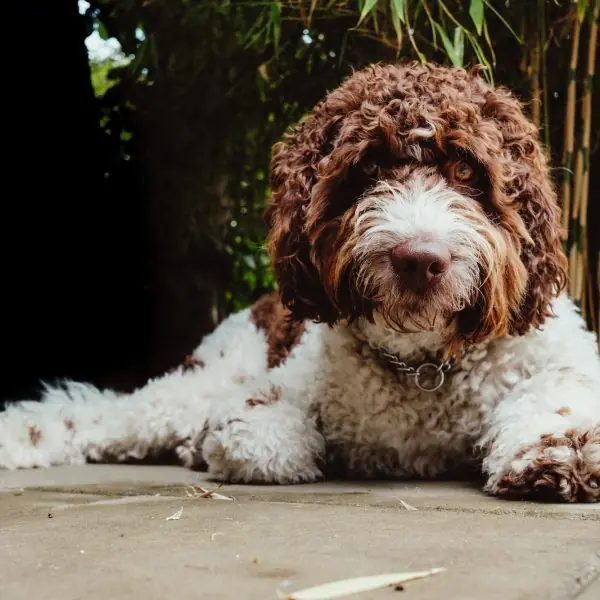 Home 32 Labradoodle
