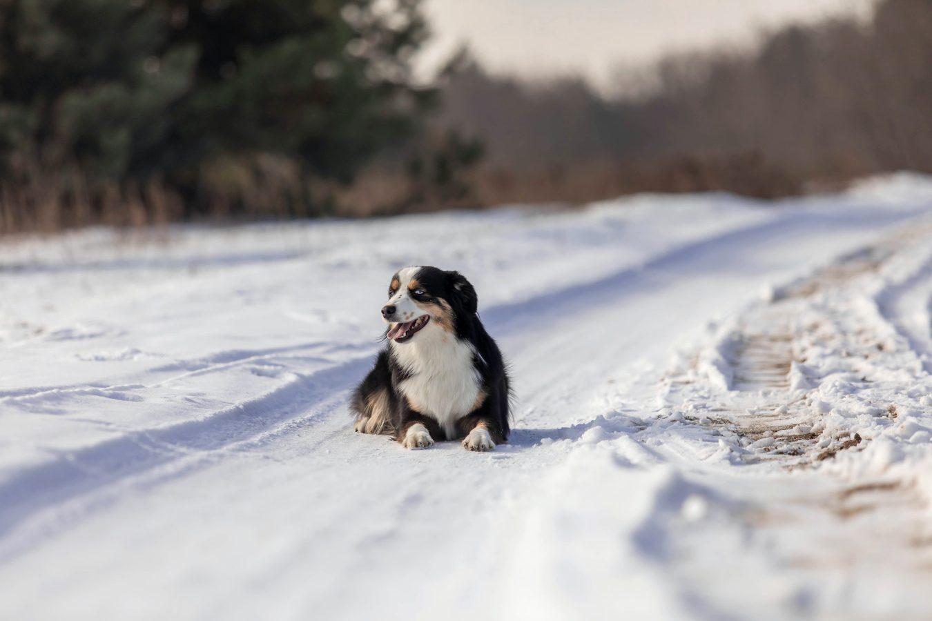 Miniature American Shepherd dog in the snow. Dog in winter landscape. Mini aussie dog