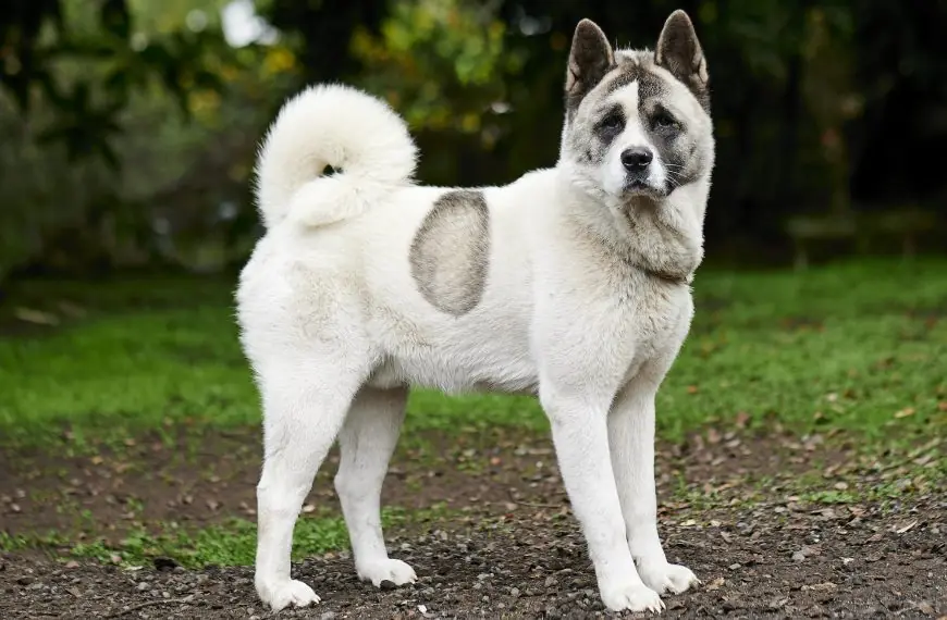 Home 43 Picture of a white Norwegian buhund in the park