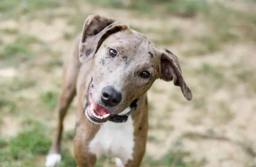Home 9 Catahoula Leopard Dog