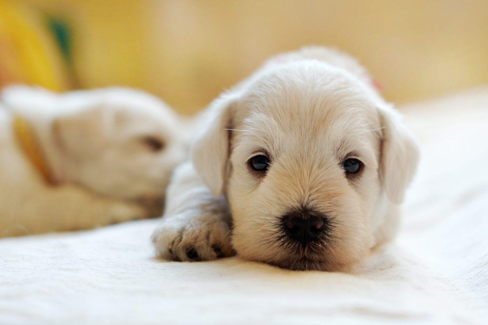 3 Super Tips On How To Choose The Right Dog Breed 1 choose the right dog breed