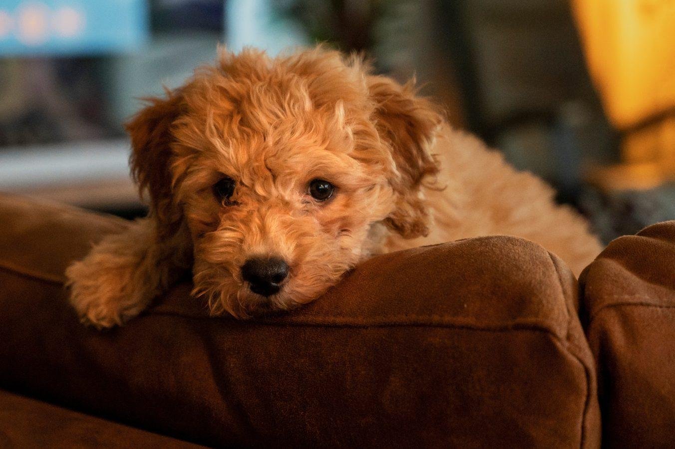 Top Dog Forum