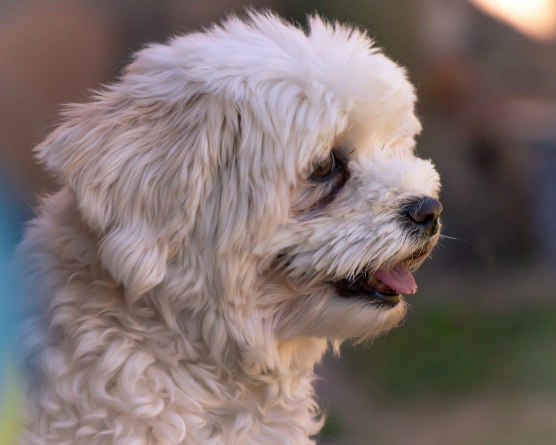 Top Dog Forum