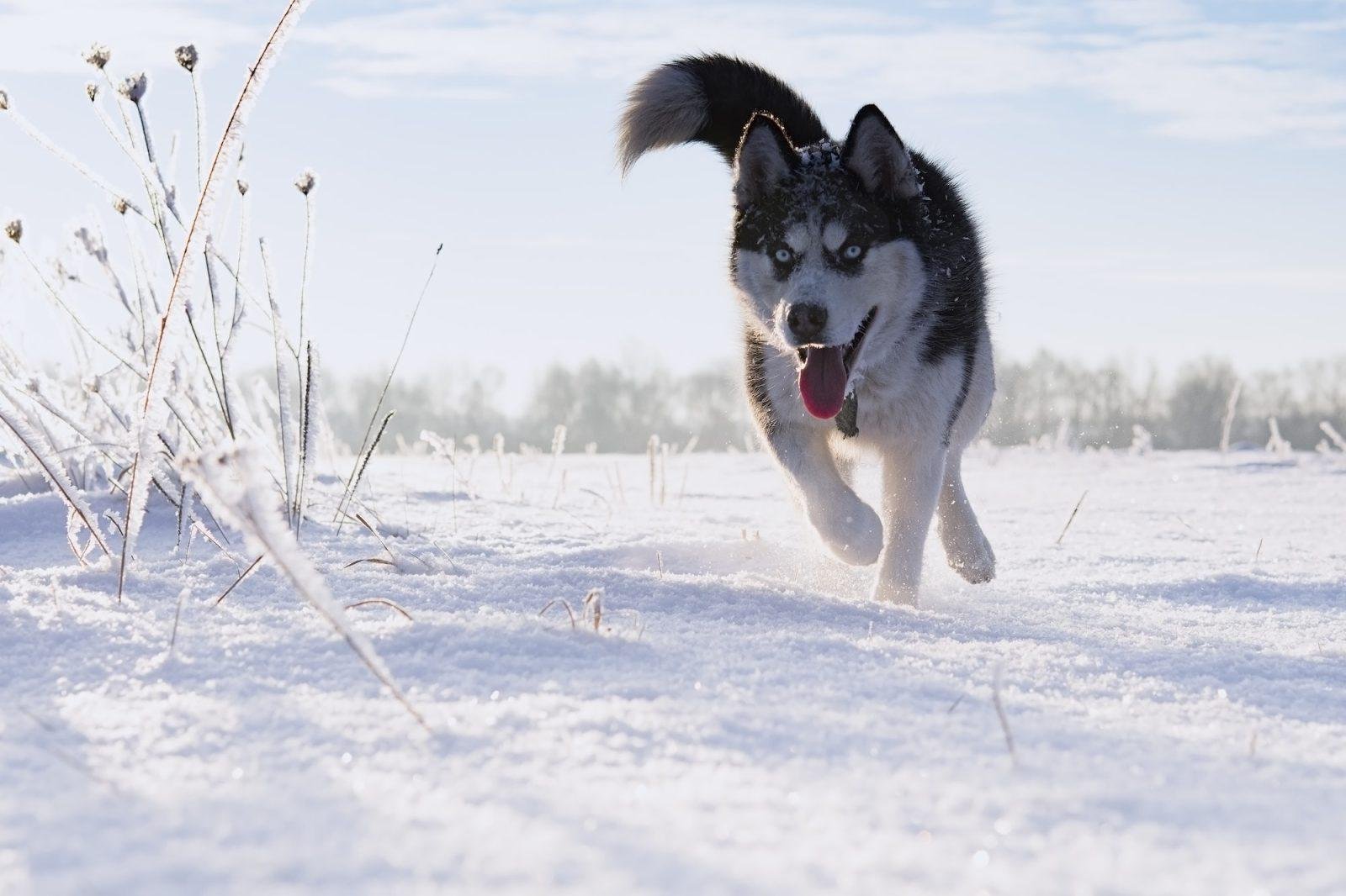 Siberian Husky: A Powerful Sled Dog 1 siberian Husky running