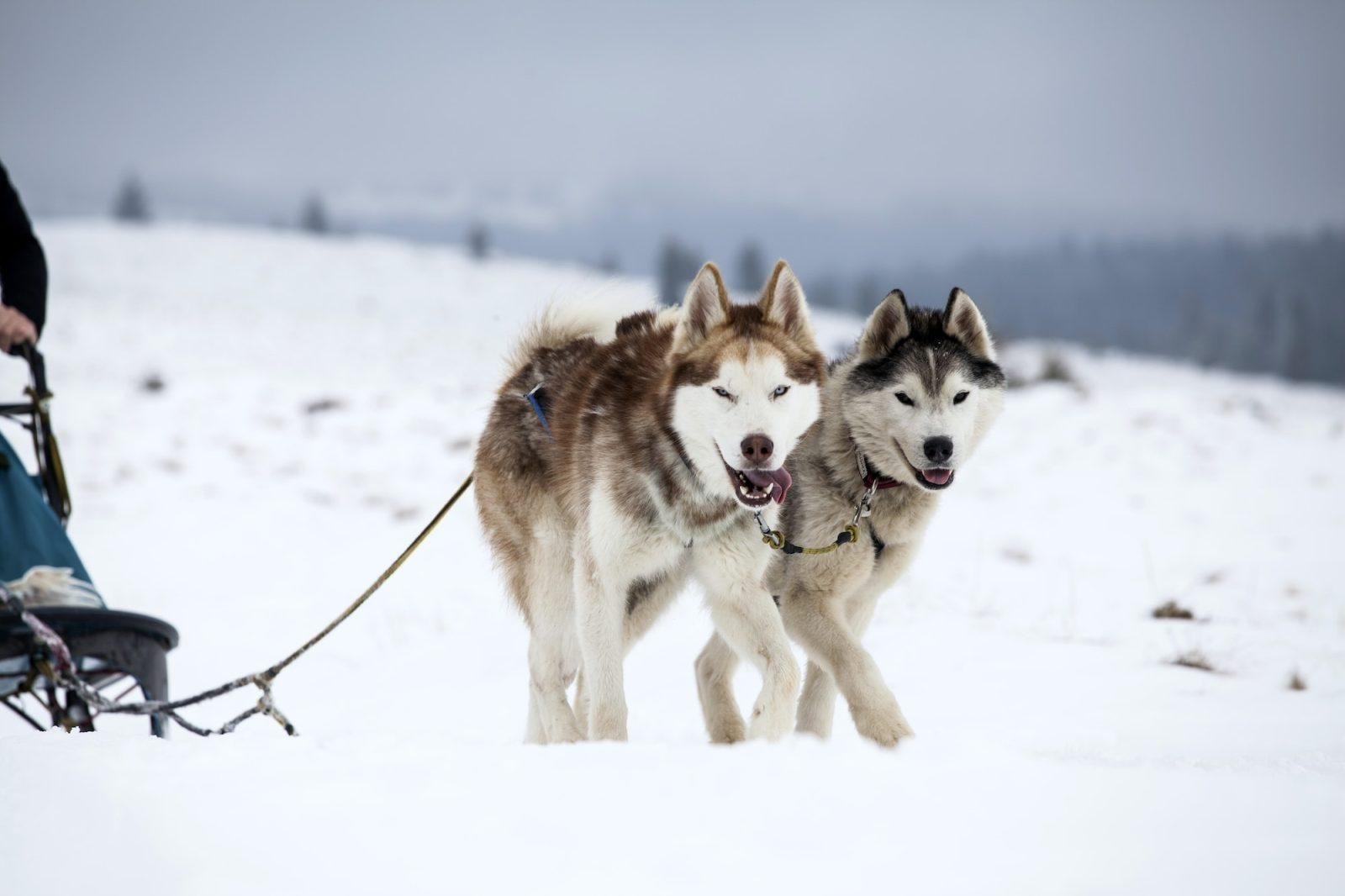Top Dog Forum