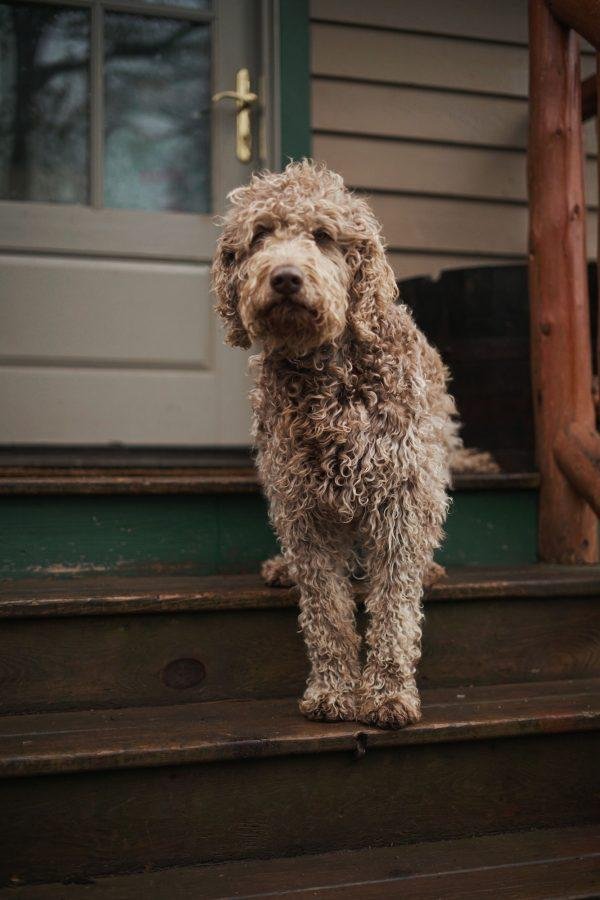 Top Dog Forum