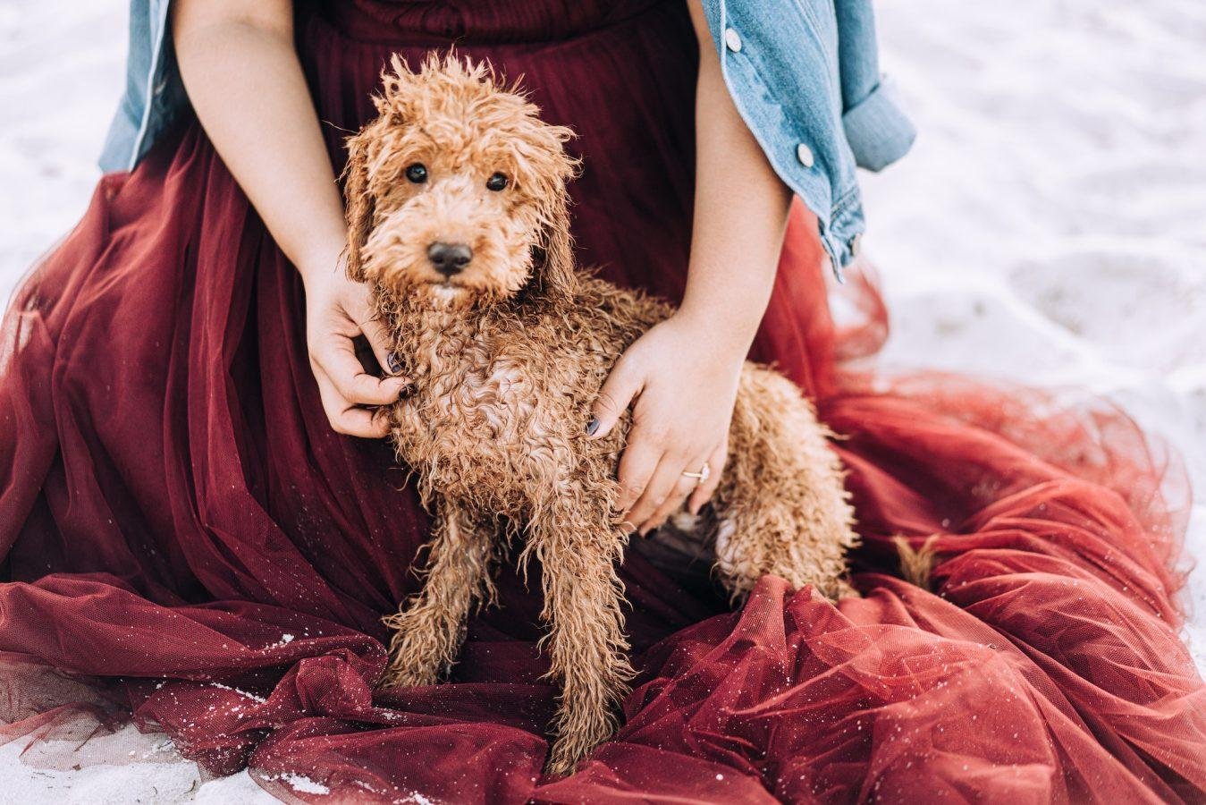 Goldendoodle