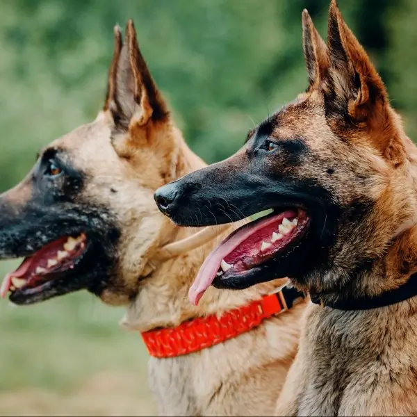 Home 34 Belgian Malinois