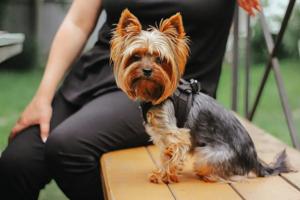 Home 6 Yorkshire terrier