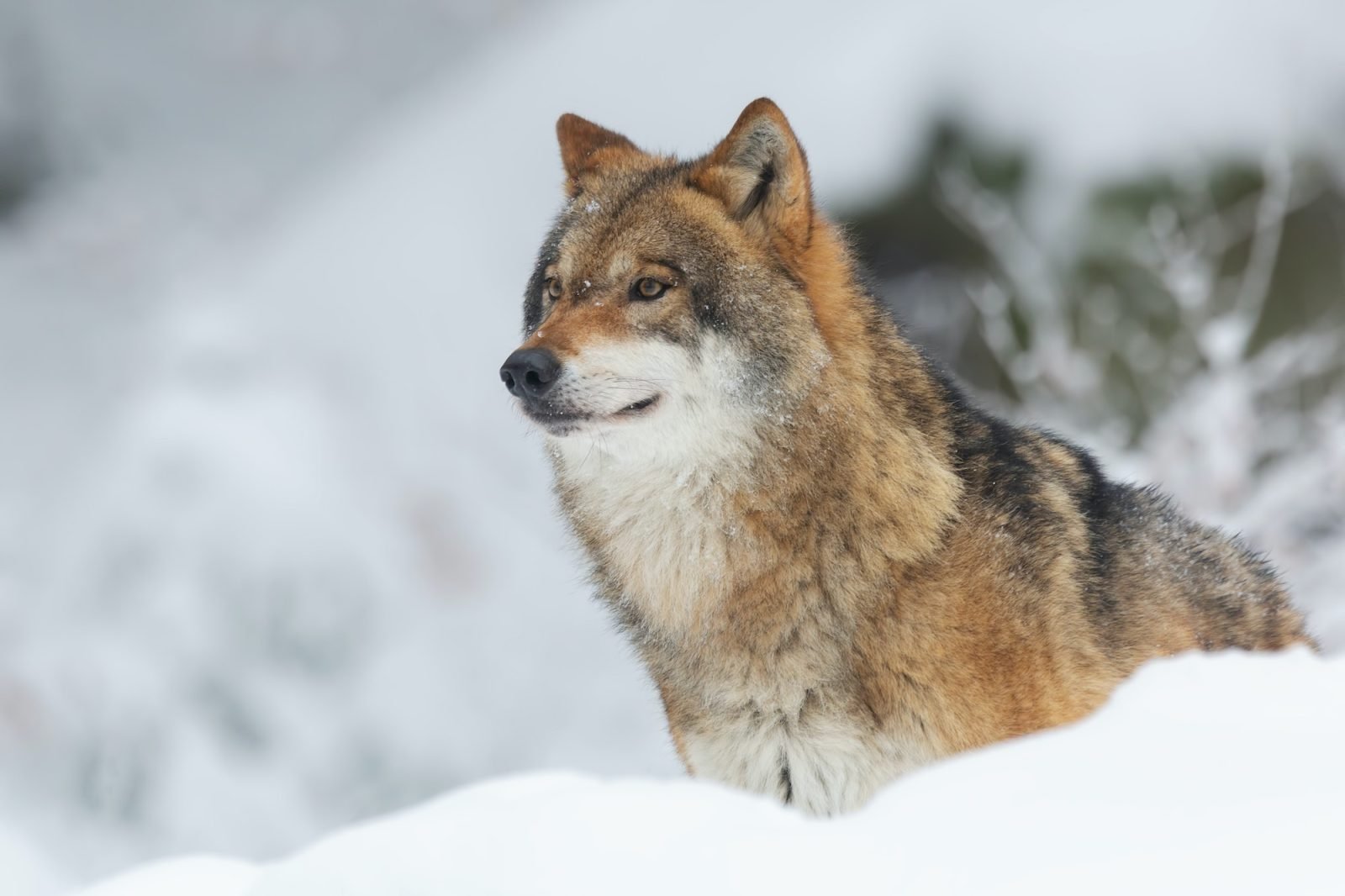Red Wolf: Almost Extinct 2 Red wolf in a forest covered in the snow and trees with a blurry background