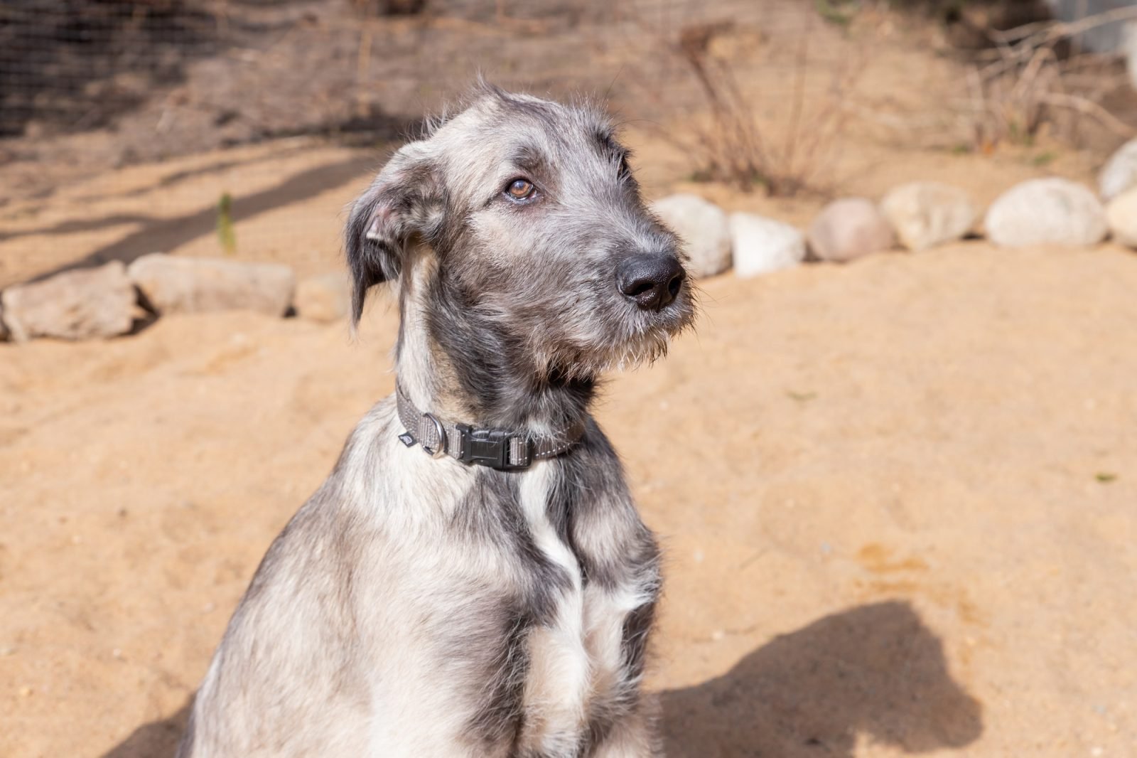 Irish Wolfhound: Gentle Giant 9 The portrait of a puppy of breed the Irish Wolfhound lying on sand in the yard.Puppy of breed the