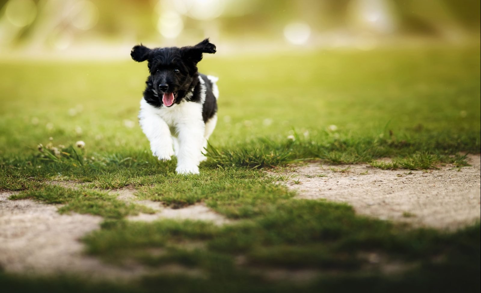 Discover the Elegant Stabyhoun: Athletic and Charming 3 https://www.akc.org/dog-breeds/stabyhoun/