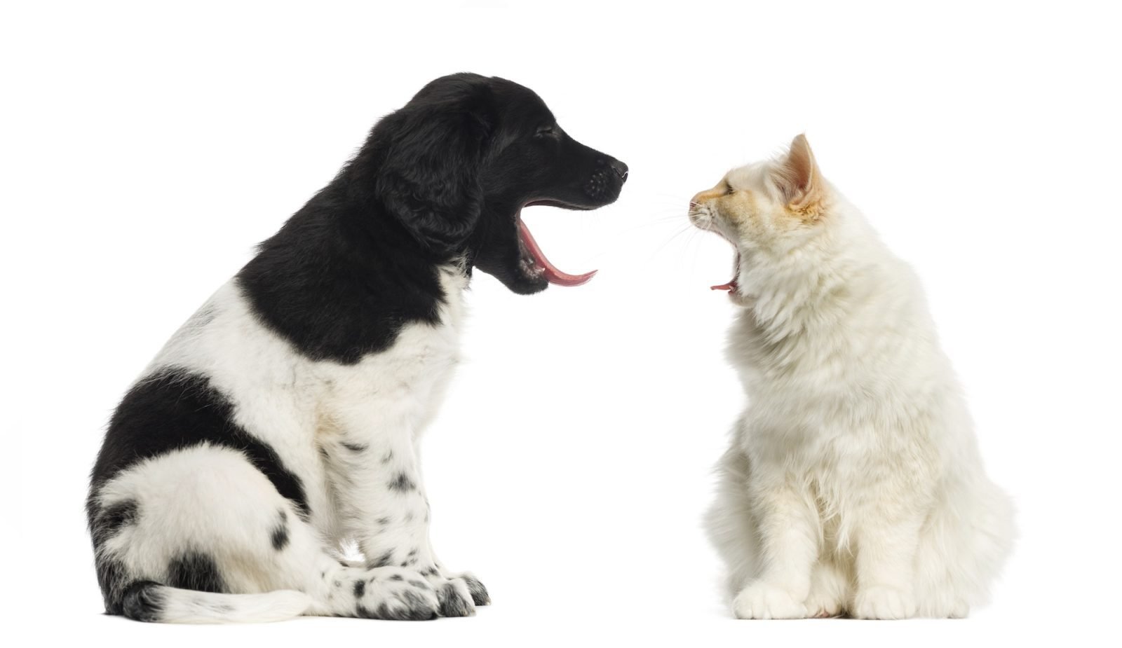 Discover the Elegant Stabyhoun: Athletic and Charming 2 https://www.akc.org/dog-breeds/stabyhoun/
