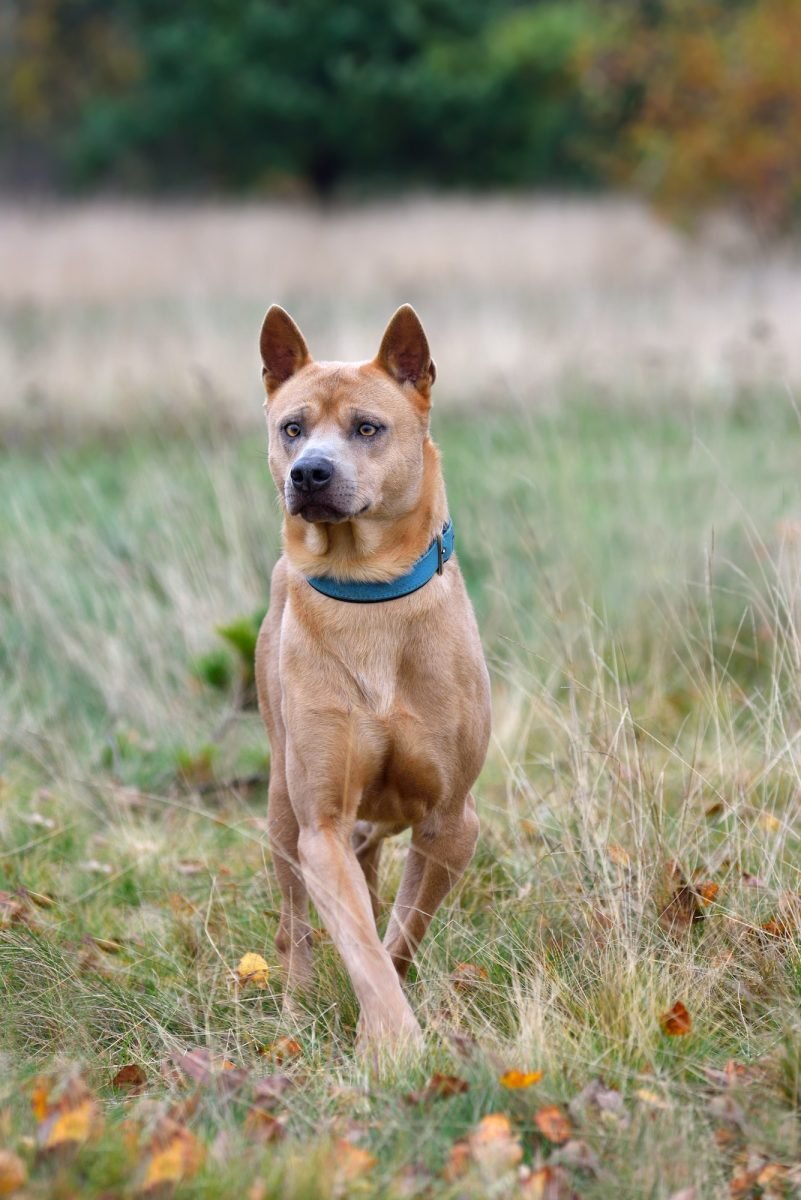 Thai Ridgeback: An Ancient Breed | Top Dog Forum