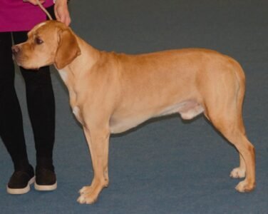 Portuguese Pointer: Ancient Breed 2 Portuguese Pointer