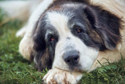 Pyrenean Mastiff