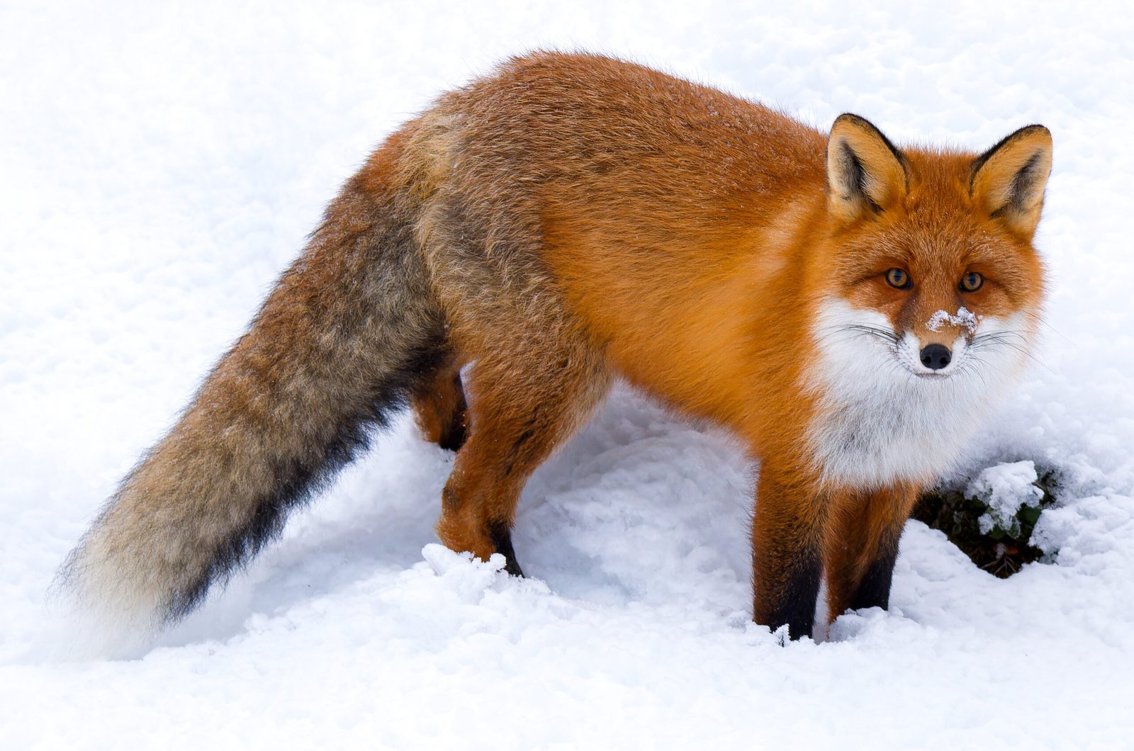 Red Fox: Mischievous and Cunning
