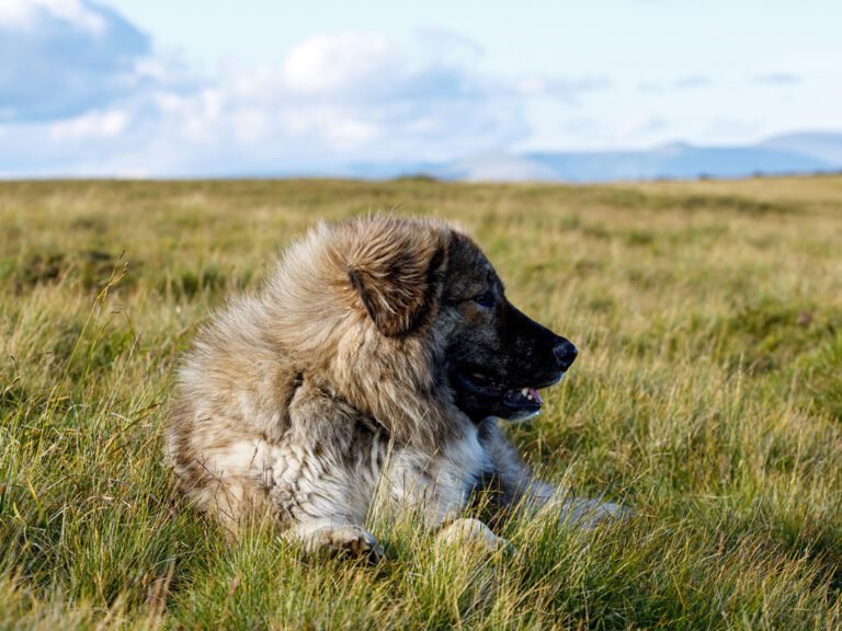 Romanian Carpathian Shepherd