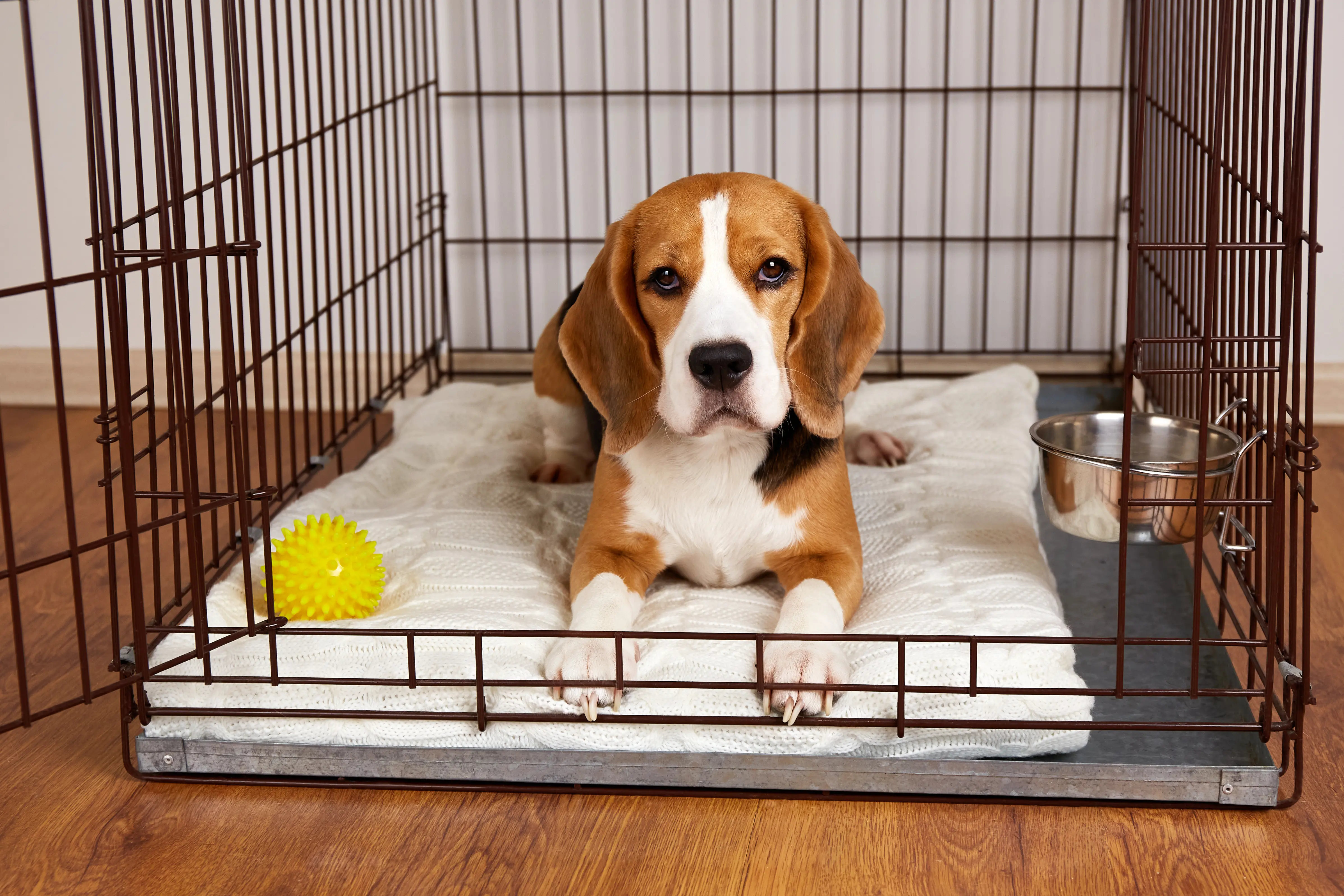 The beagle dog is lying in a cage. Wire crate