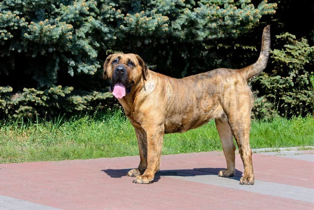 Are Perro de Presa Canario aggressive dogs? 1 Perro de Presa Canario: Large and Powerful