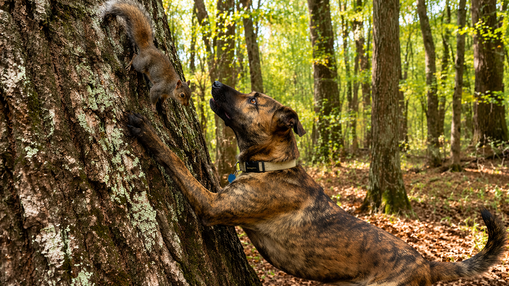 Mountain Cur: Versatile American Hunting Dog