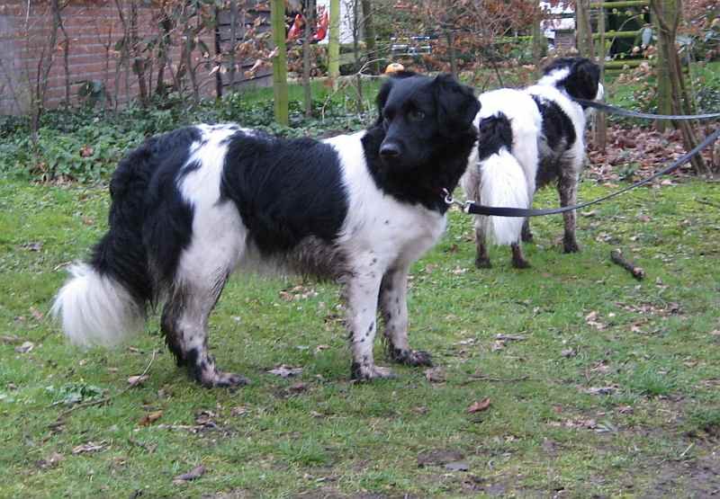 Discover the Elegant Stabyhoun: Athletic and Charming 10 Stabyhoun