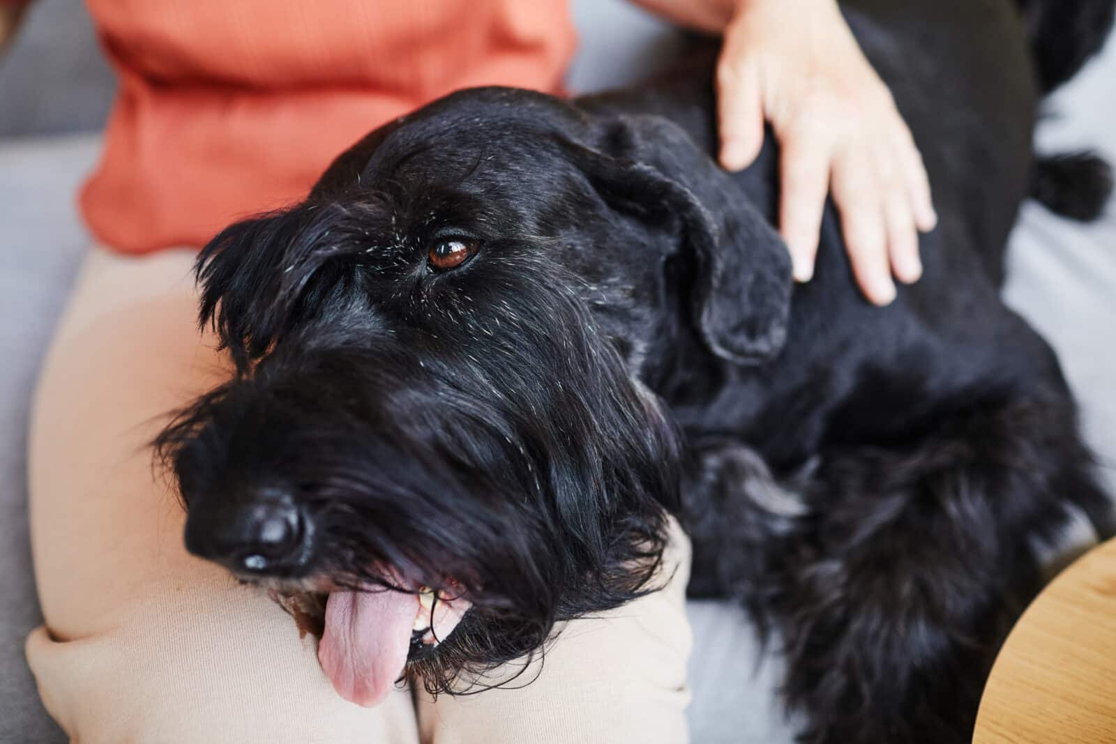 Giant Schnauzer: More Than Just Another Big Dog 4 affectionate person pets a giant schnauzer indoors 2026 03 24 07 34 07 utc