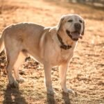 beautiful thoroughbred fawn labrador on a walk 2026 03 19 04 11 25 utc