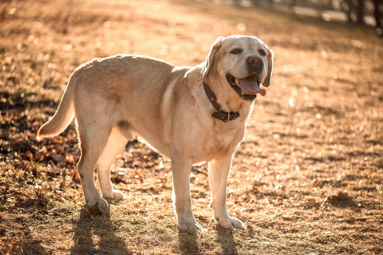 Labrador Retriever: #1 Most Popular Family Dog