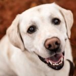 closeup portrait of labrador retriever dog standin 2026 03 18 17 38 24 utc