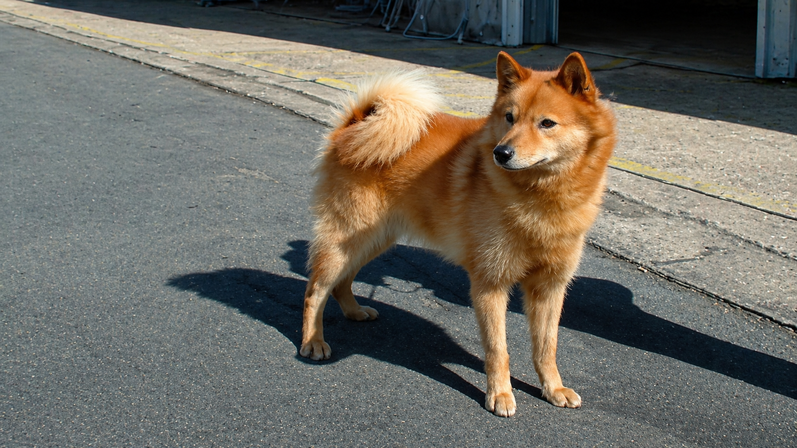 finnish spitz