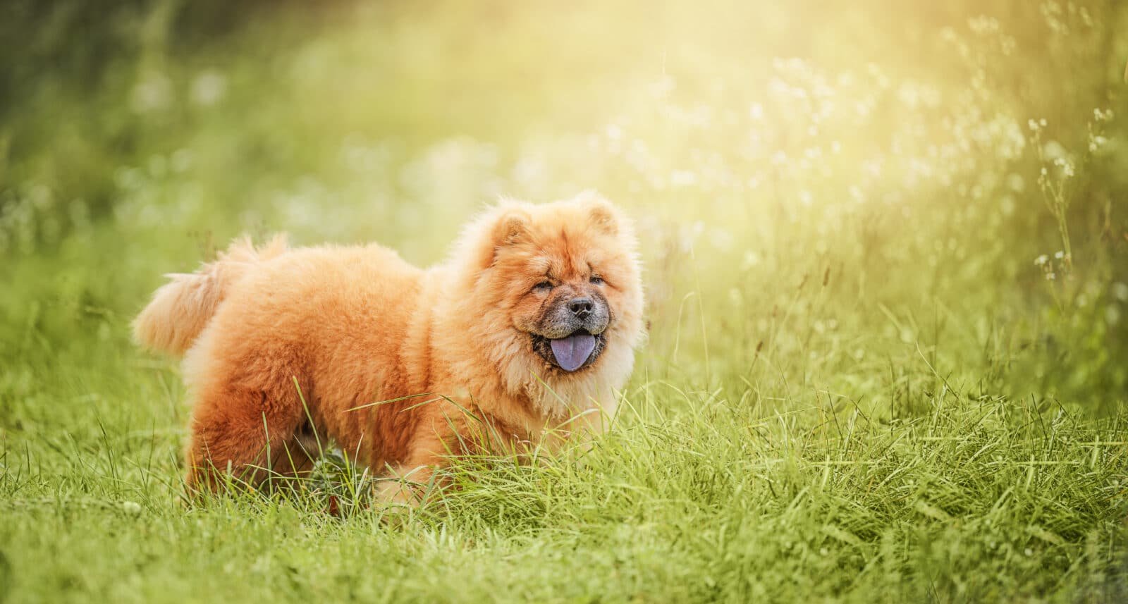 Chow Chow: Where Did This Dog Breed Come From? 4 fluffy chow chow puppy in lush green grass radiat 2026 03 16 01 26 14 utc