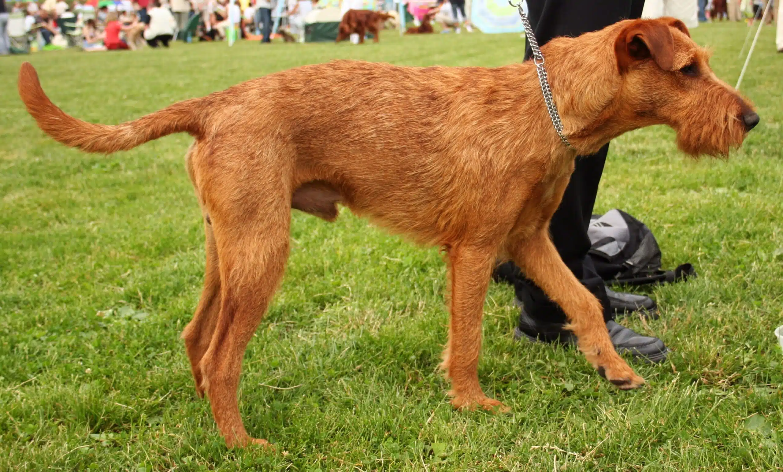 Home 18 Irish Terrier