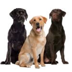 three labrador dogs posing in a studio 2026 03 09 07 56 38 utc