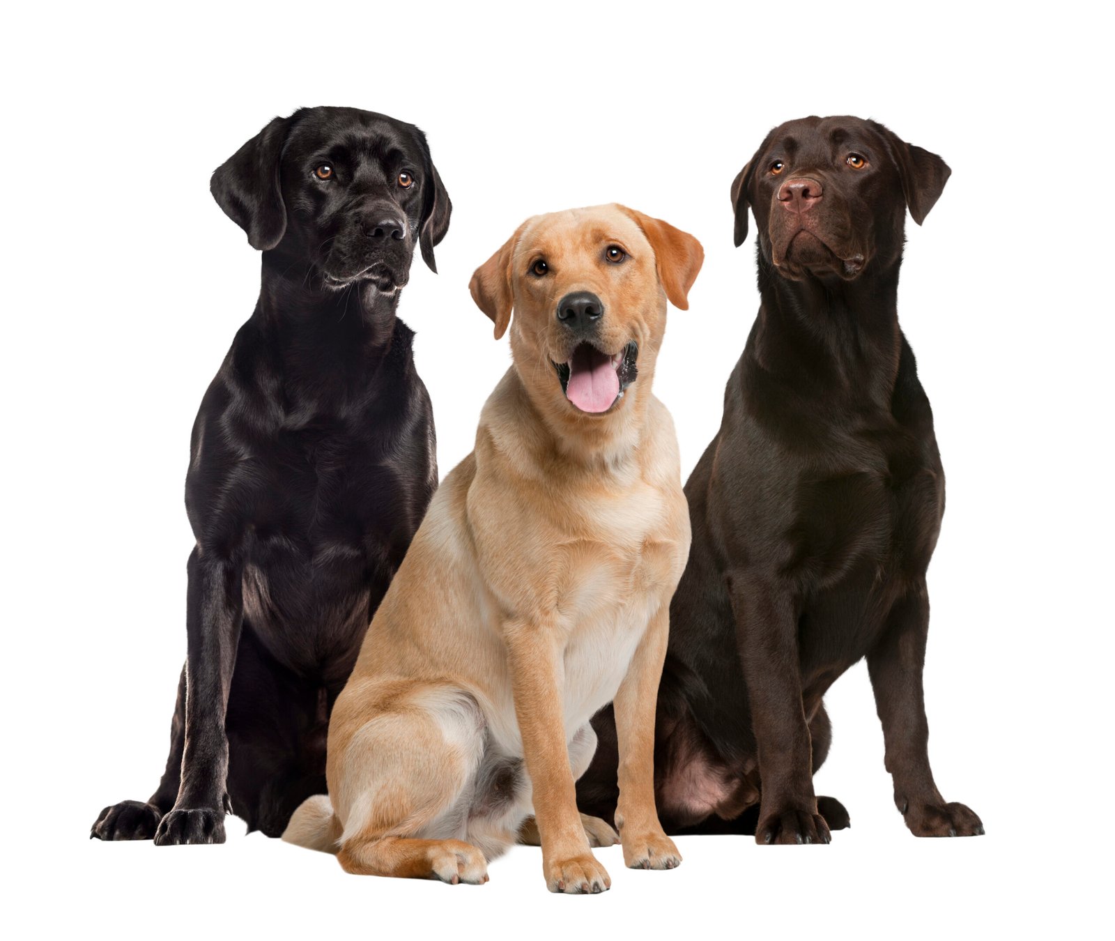 Labrador Retriever: #1 Most Popular Family Dog 5 three labrador dogs posing in a studio 2026 03 09 07 56 38 utc scaled