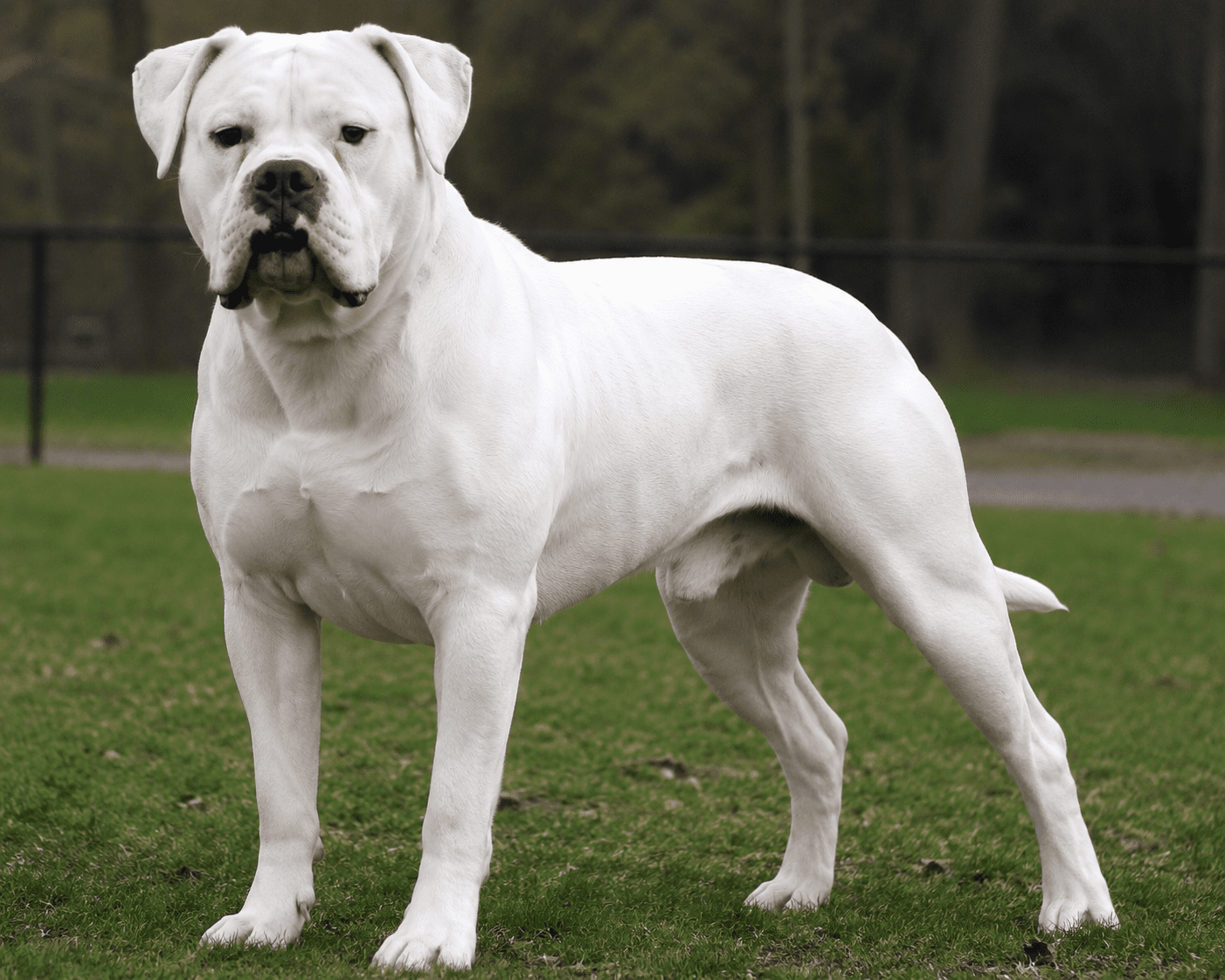 American Bulldog