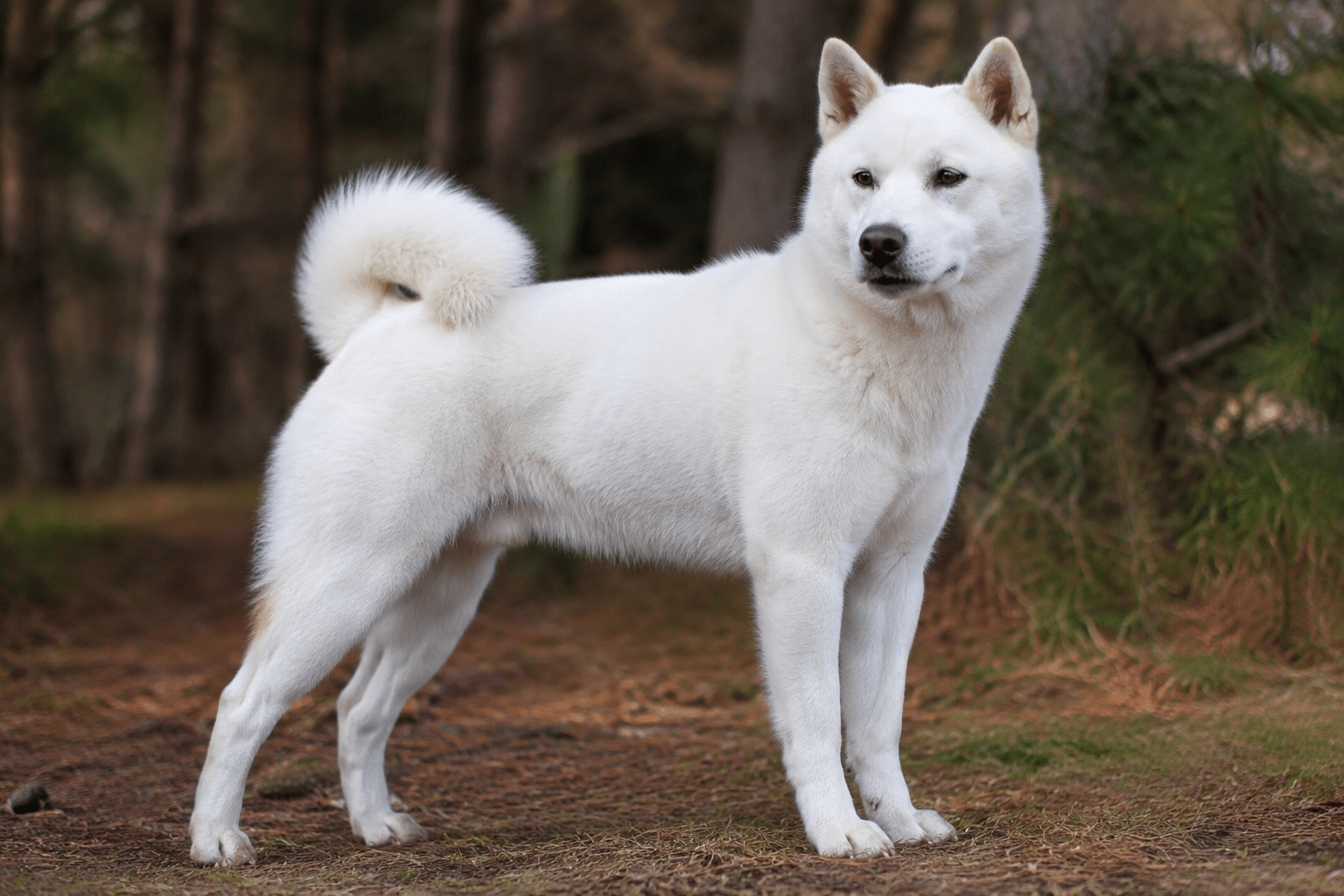 kishu ken appearance