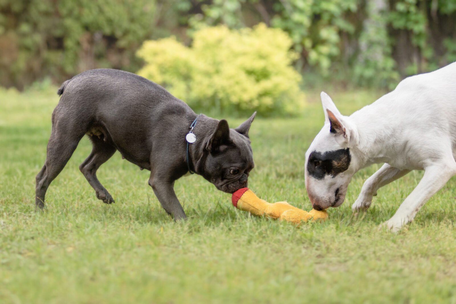 French Bulldog and Miniature  Bull Terrier dogs playing together on grassFrench Bulldog and Bull Terrier dogs playing together on grass